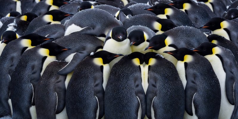 Macro detail of emperor penguins packed tightly in a defensive thermal huddle